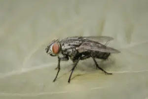 nidi di mosche in cucina nidi di mosche in cucina