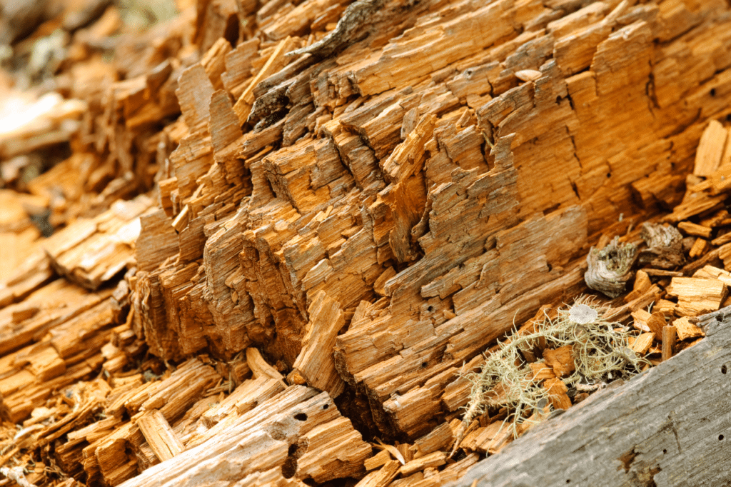 trattamenti antitarli