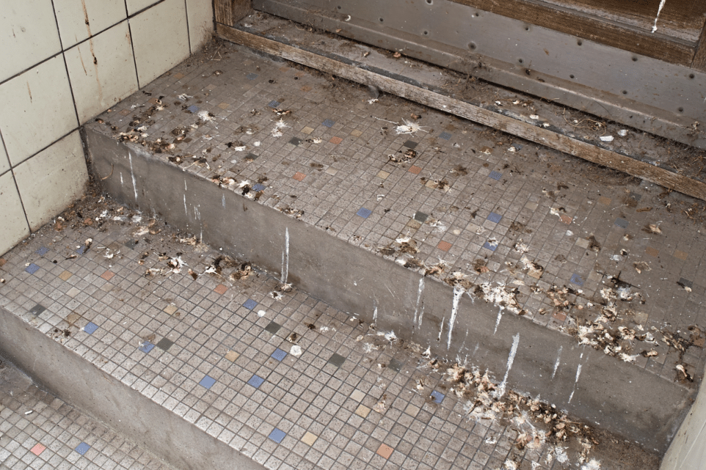 pulizia guano piccioni