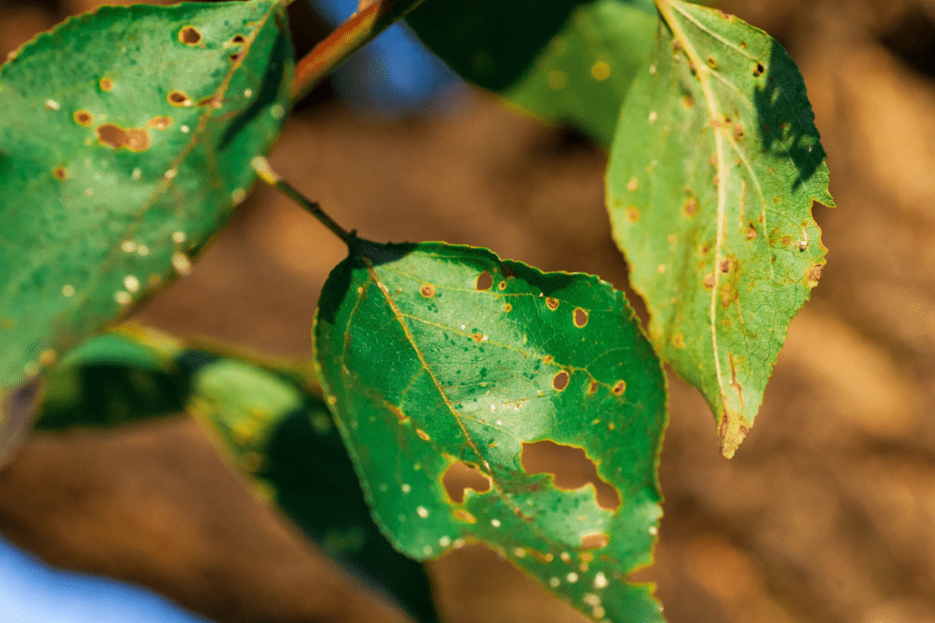 malattie delle piante