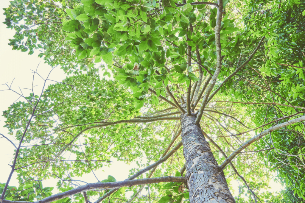 fitofarmaci per endoterapia