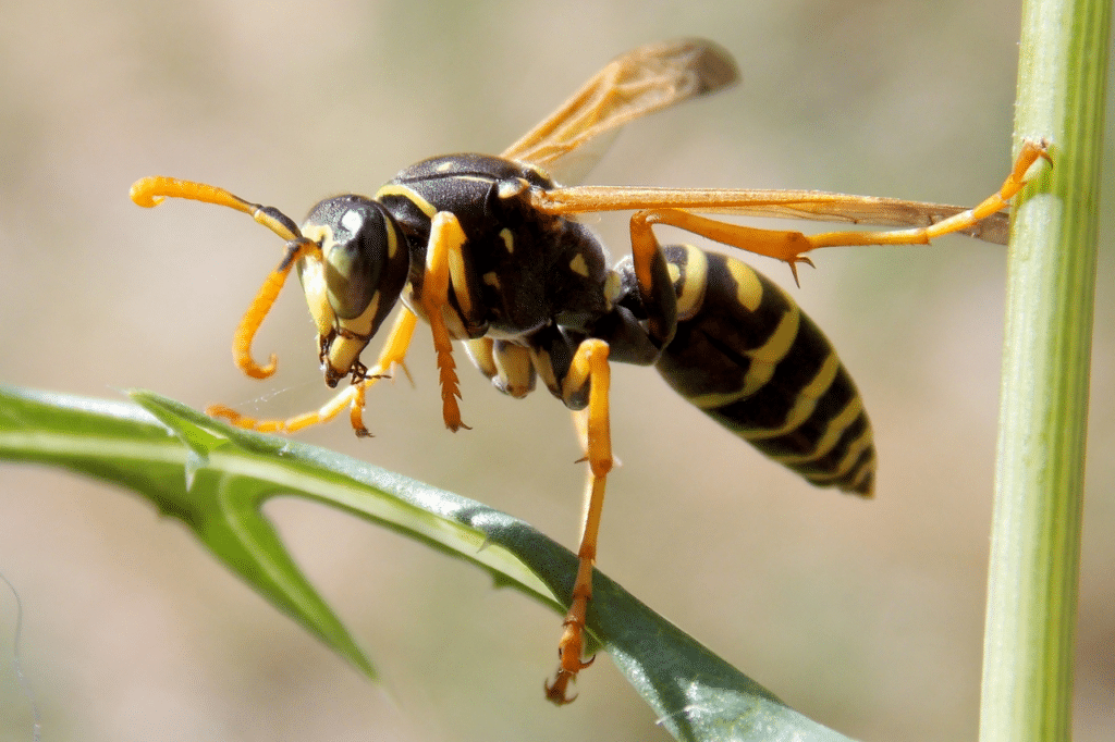 debellare vespe