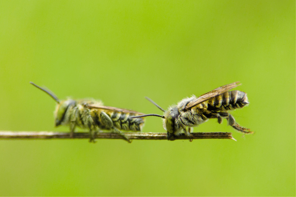 differenza vespa ape