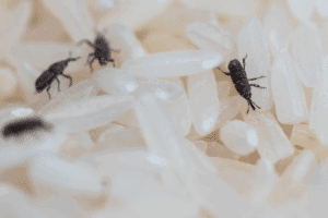 punteruolo del grano disinfestazione