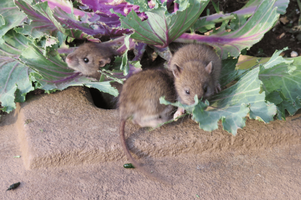 come catturare un ratto