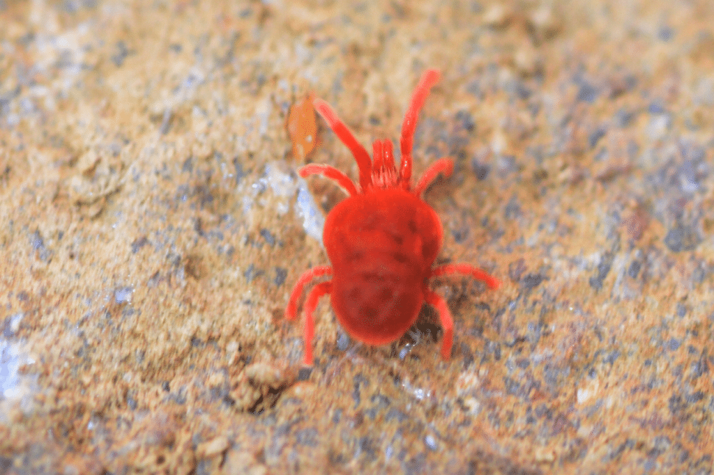 dermanyssus gallinae