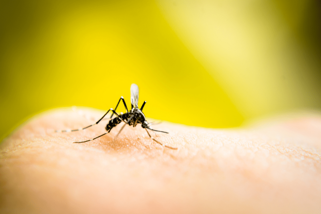 Il morso dei pappataci può provocare irritazione e arrossamento della pelle, ma esistono modi per trattare questi sintomi