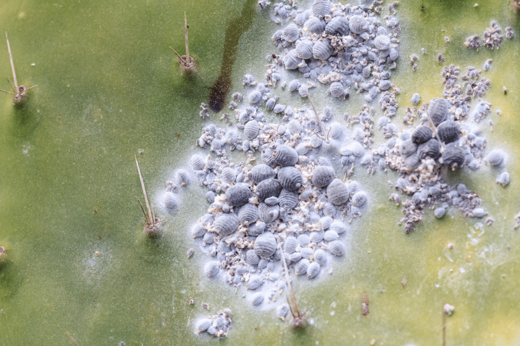 trattamenti per cocciniglia