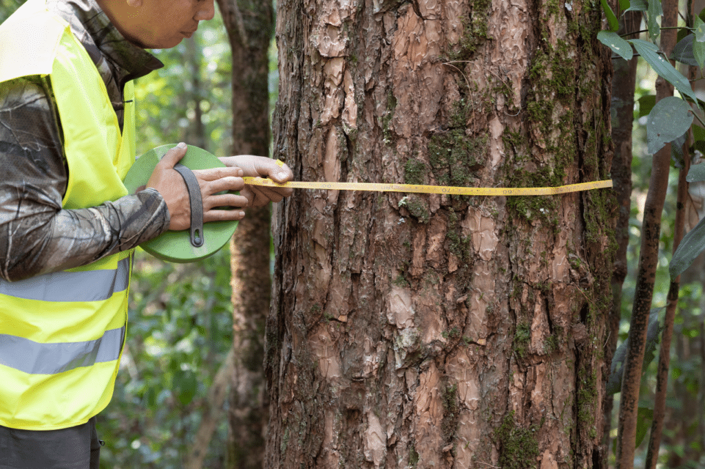 endoterapia attrezzatura