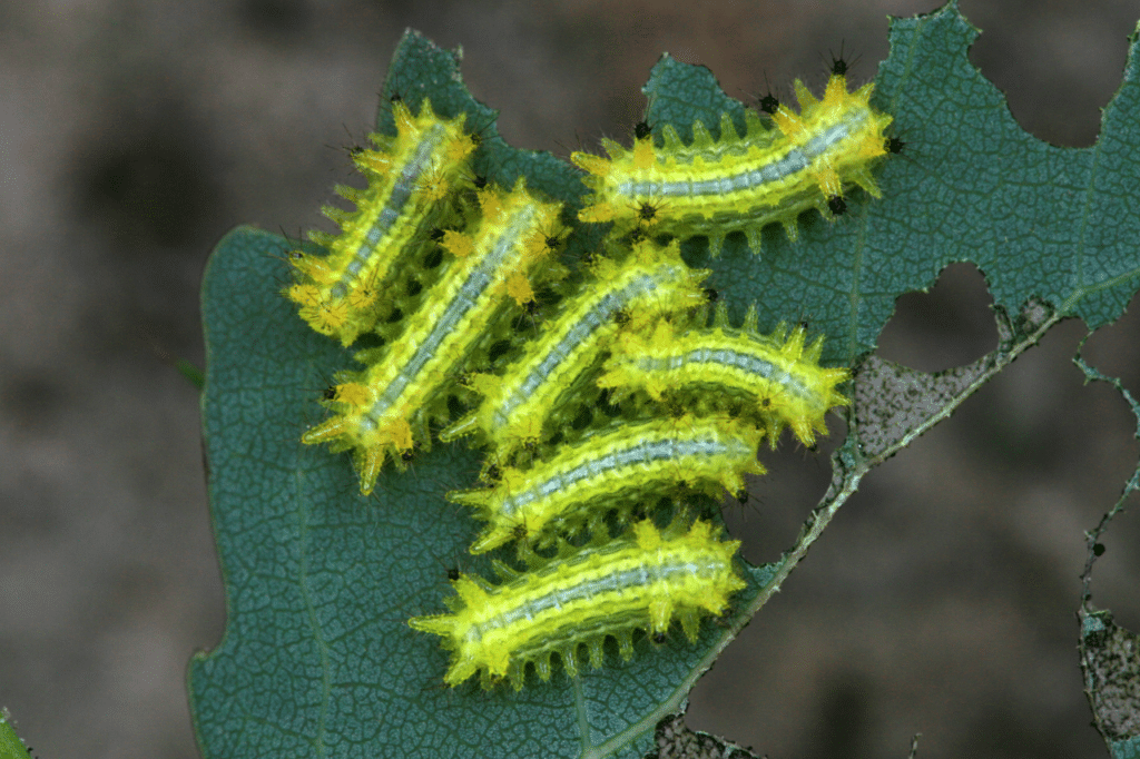 Lepidotteri infestanti abitudini