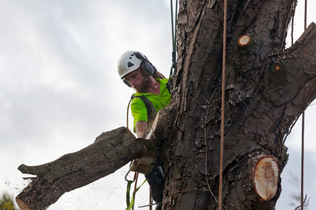 potature tree climbing
