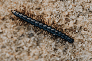 scolopendra in casa 