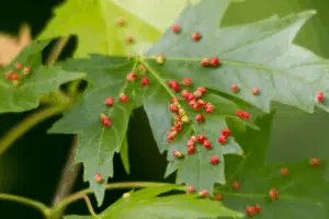 acaro trombicula rimedi acaro trombicula rimedi