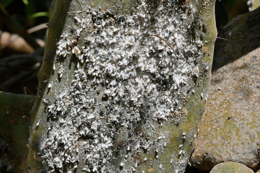 trattamento cocciniglie