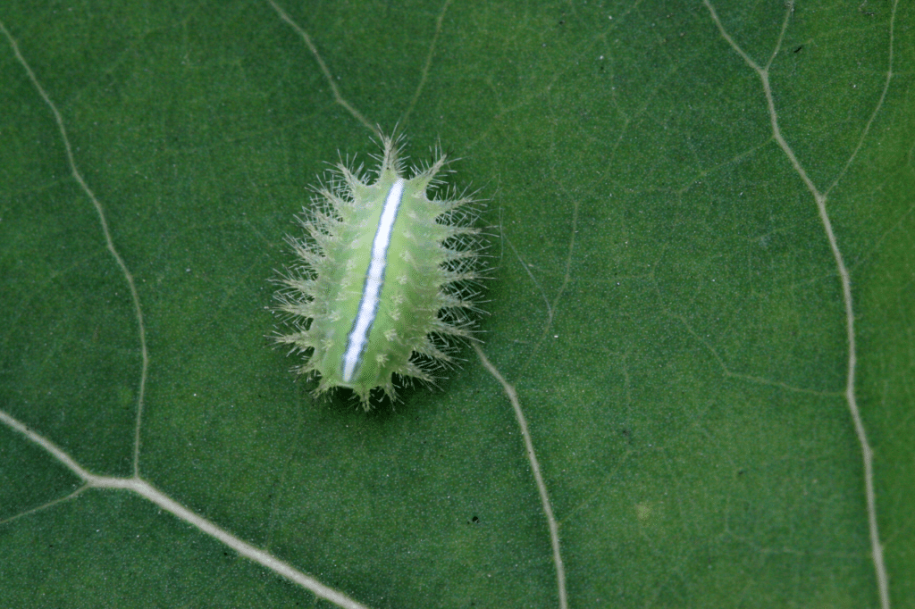 Rimedi contro i lepidotteri