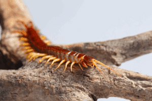 scolopendra gigante 