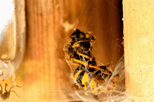 sopravvivenza delle vespe in inverno sopravvivenza delle vespe in inverno