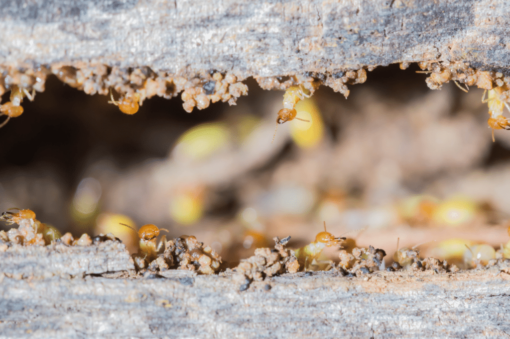 disinfestazione da tarli