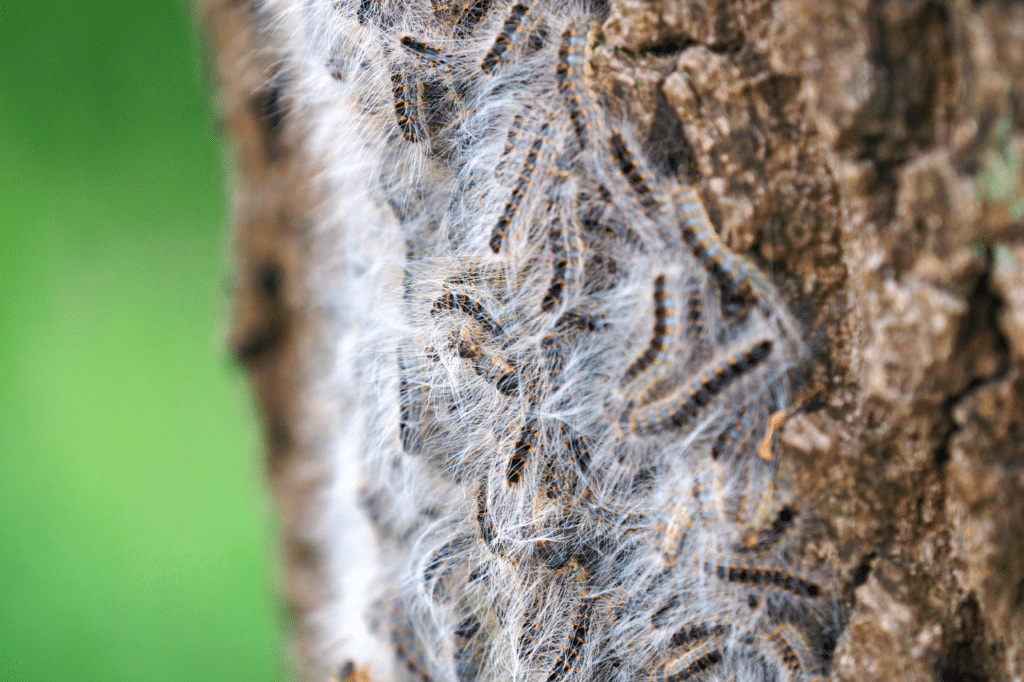 Quanto dura il periodo delle processionarie?