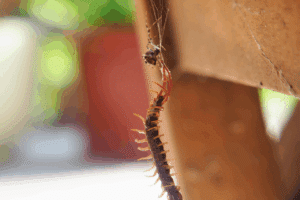 disinfestazione scolopendra