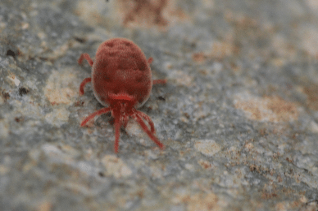 Come debellare l'acaro rosso del pollo?