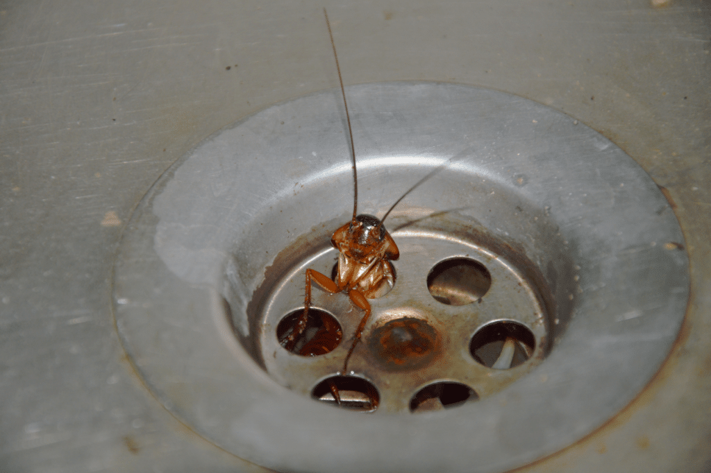 Blatte in bagno candeggina