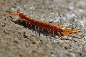 infestazione scolopendra
