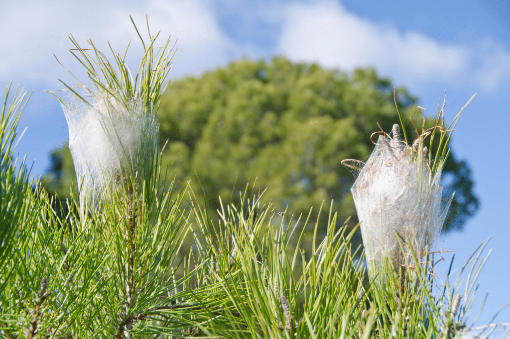 Quali sono i metodi più efficaci per disinfestare le processionarie?