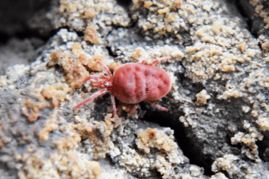 Cos'è l acaro rosso?