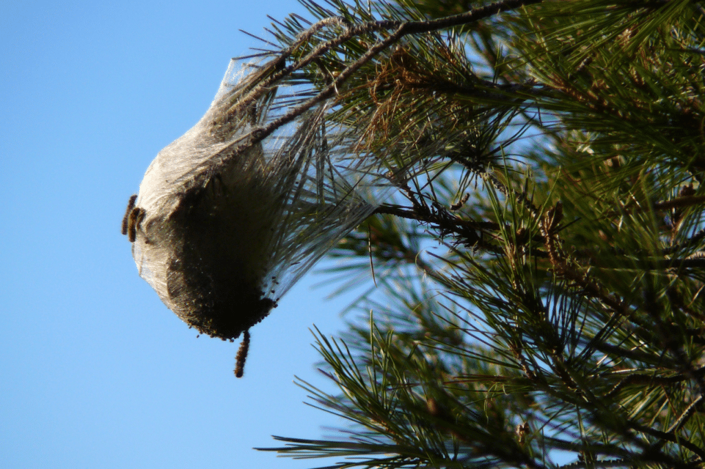 Dove si possono trovare le processionarie?