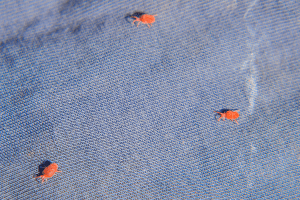 Come eliminare l acaro rosso in casa?