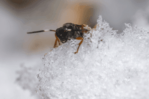 vespe letargo vespe letargo