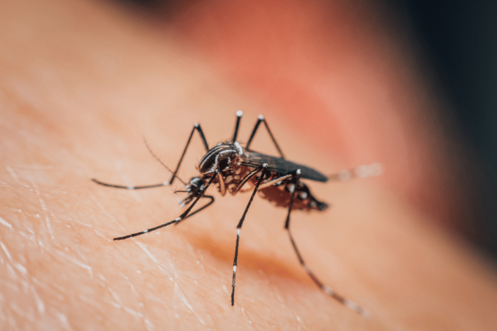 Le punture di pappataci possono causare fastidiose reazioni cutanee e gonfiore