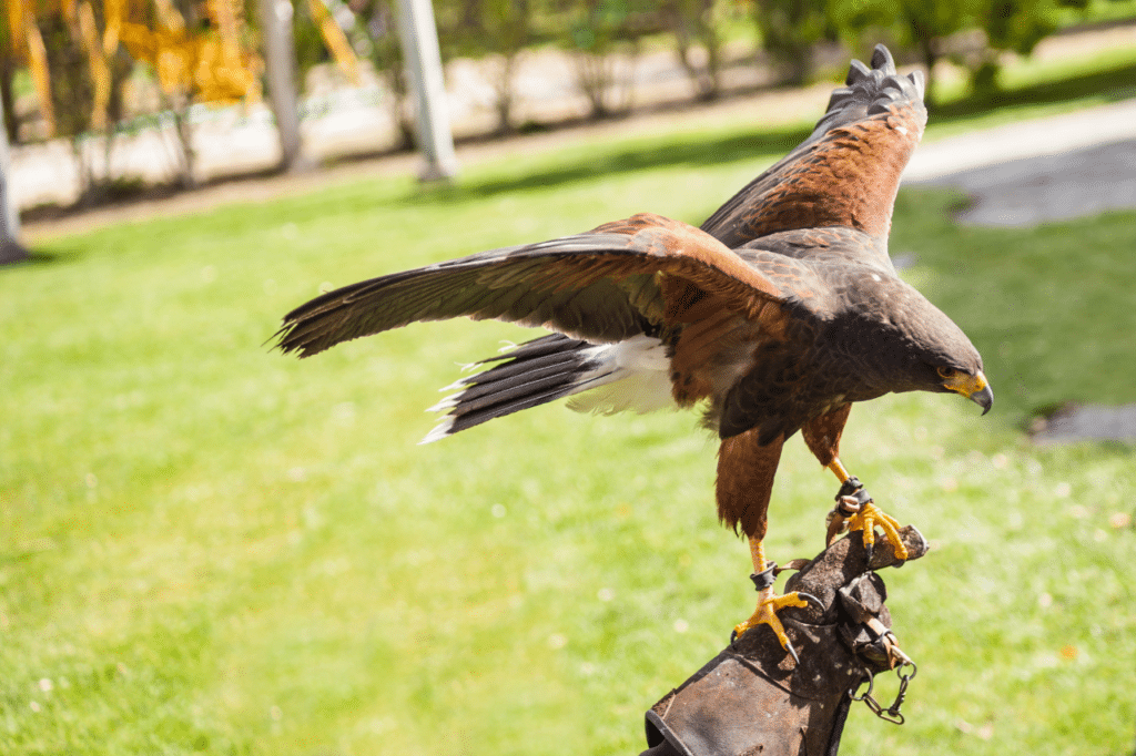 falchi per allontanare piccioni