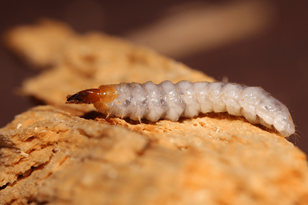 trattamenti antitarlo