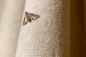 tarme vestiti tarme vestiti