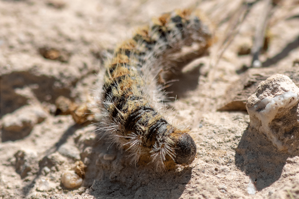 disinfestazione processionarie