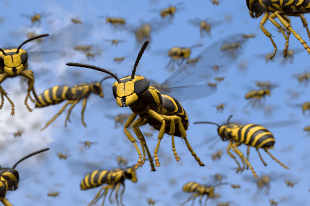 disinfestazione nidi di vespe