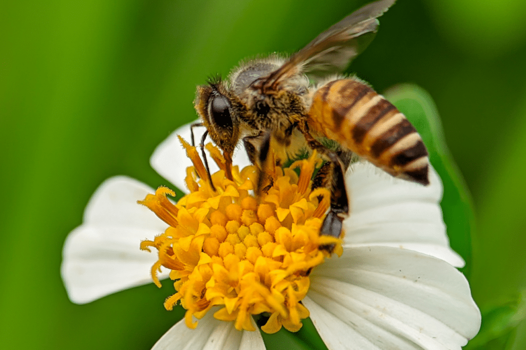 differenza tra ape e vespa