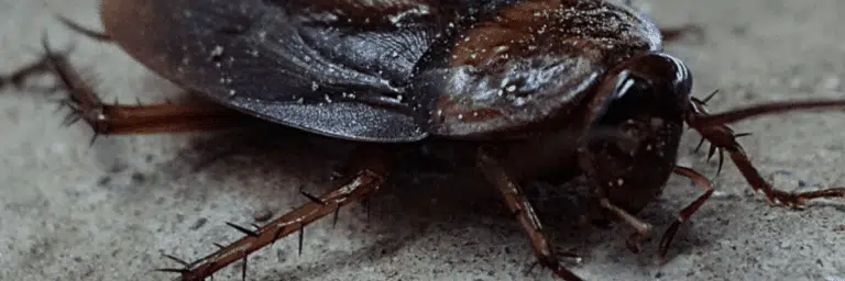 Blatta
