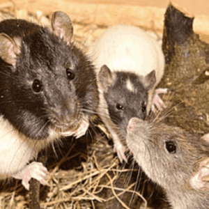 Topo e ratto: conoscere le loro abitudini