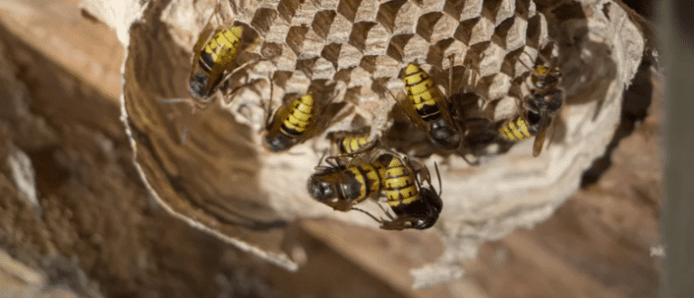 disinfestazioni vespe