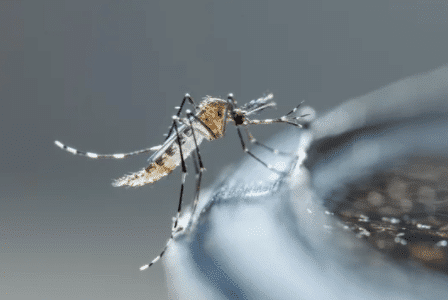 eliminare le zanzare