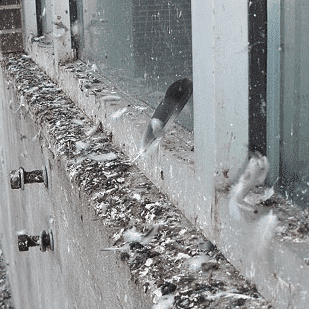 guano piccioni smaltimento