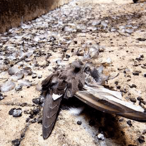 pulire escrementi piccioni