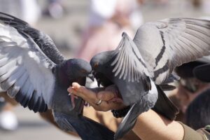 disinfestazione piccioni roma