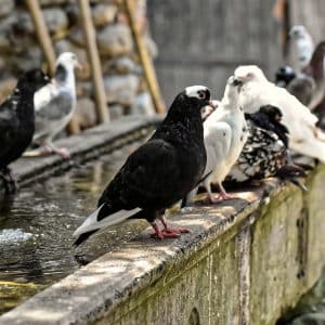 Dissuasori piccioni Roma