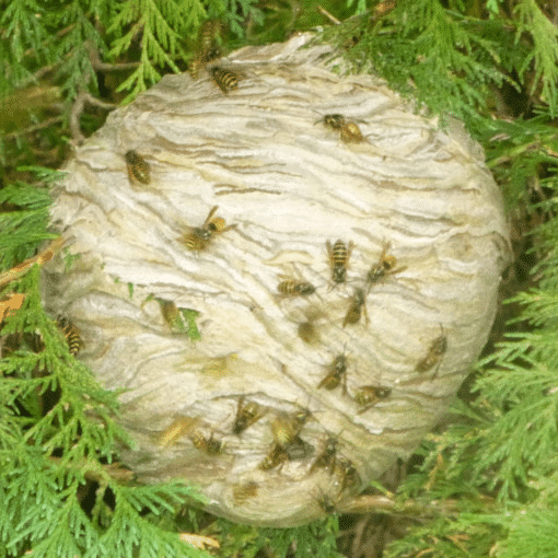 identificazione nido di vespe