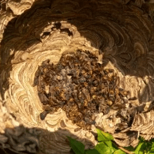identificazione di un nido di vespe