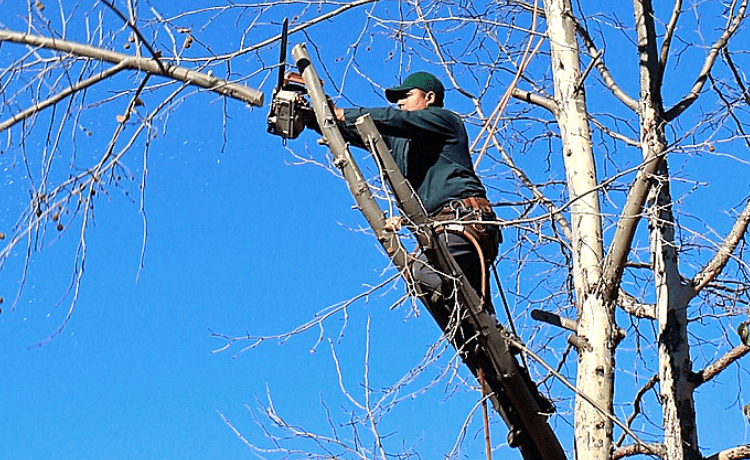 Tree climbing Vicenza